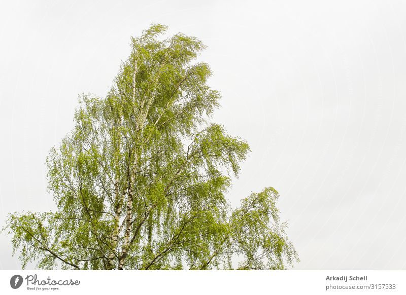 Birke mit saftig grünen Blättern auf weißem Hintergrund. schön Betula pendula schwarz Botanik Ast hell breitblättrig Ausschnitt laubabwerfend Umwelt Laubwerk