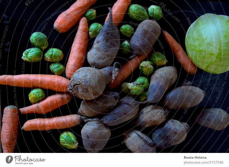 Gemüseallerlei Lebensmittel Rote Beete Möhre Rosenkohl Weißkohl Ernährung Vegetarische Ernährung Gesundheit Wohlgefühl Feste & Feiern Arbeit & Erwerbstätigkeit