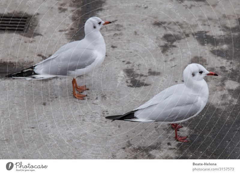 Kontemplatives Möwenpaar Möwenvögel möwen Strand Wassernähe Küste Meer Natur Ferien & Urlaub & Reisen Vögel Wasservögel Abkühlung kontemplativ Vogelpaar Tang