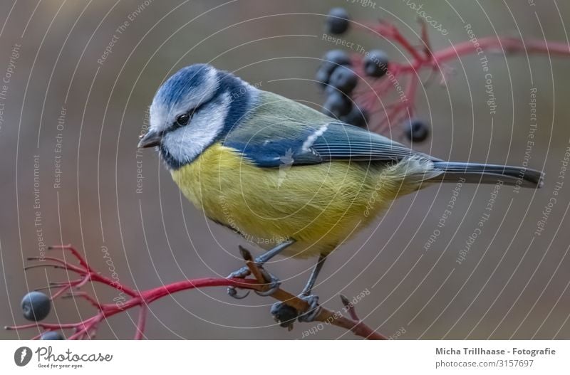 Blaumeise im Holunderstrauch Natur Tier Sonnenlicht Schönes Wetter Pflanze Sträucher Holunderbusch Holunderbeeren Wildtier Vogel Tiergesicht Flügel Krallen