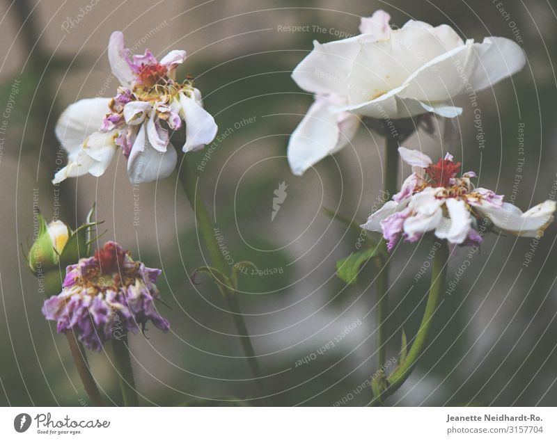 Verblühte Rosen Garten Natur Pflanze Sommer Herbst Blühend dehydrieren braun grau grün violett rosa silber weiß Hoffnung schön Verfall Vergänglichkeit