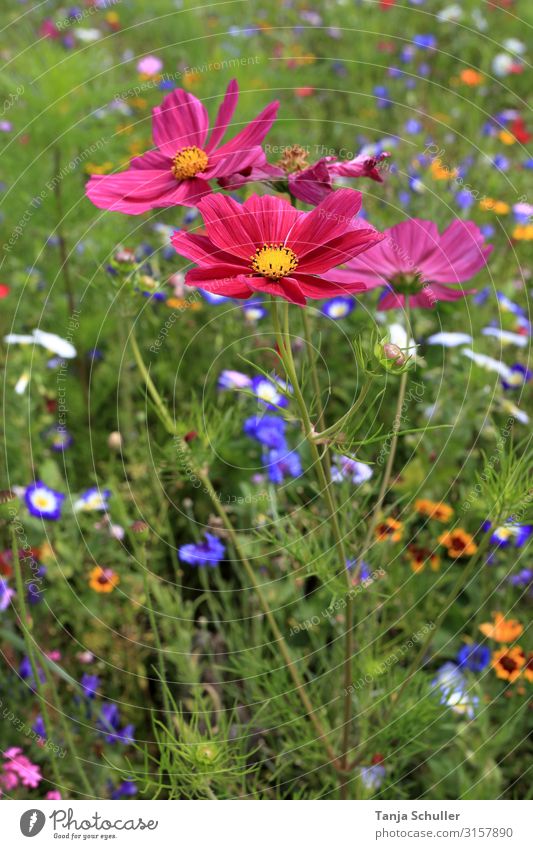 Blumenwiese Ausflug Abenteuer Expedition Camping Sommer Sommerurlaub Berge u. Gebirge wandern Umwelt Natur Landschaft Pflanze Tier Gras Sträucher nachhaltig