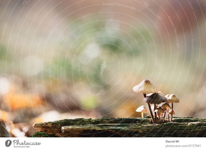 Pilzhausen Kunst Kunstwerk Gemälde Skulptur Umwelt Natur Landschaft Herbst Klima Klimawandel Schönes Wetter Pflanze Wald Wachstum Familie & Verwandtschaft