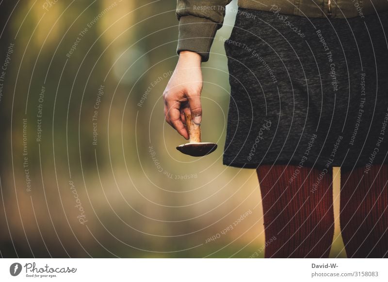 Pilze sammeln Mensch feminin Junge Frau Jugendliche Erwachsene Leben Hand 1 Kunst Natur Schönes Wetter Pflanze Wald entdecken Sammlung finden Steinpilze