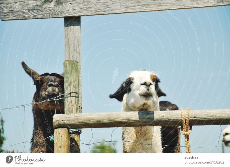 zwei und mehr lamas Lama Tier Haustier Nutztier Kamel spucken Paarhufer Herde tiergestützte Therapie Bauernhof Hof Weide Gehege Zaun Lattenzaun Fell Natur Blick