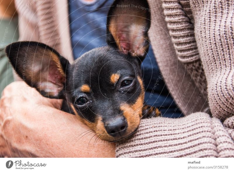 Kalle Tier Haustier Hund Zwergpinscher 1 Tierjunges Erholung niedlich blau braun schwarz Geborgenheit Liebe Tierliebe Farbfoto Außenaufnahme Tag