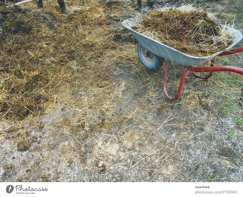 nen haufen mist Misthaufen Kot Bauernhof dreckig Übelriechend Landleben Landwirtschaft Außenaufnahme Schubkarre ländlich Vieh Stall Nutztier Kuh Schwein