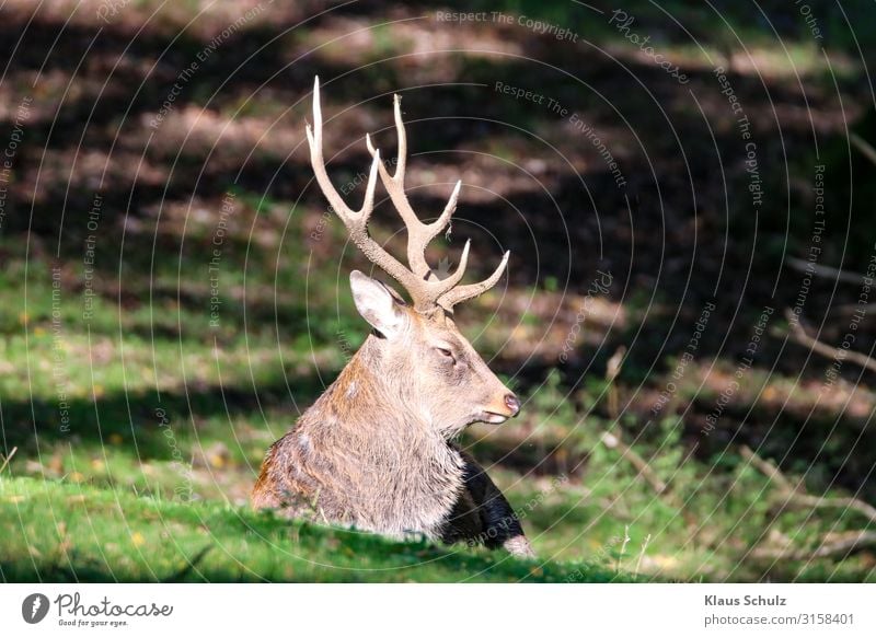 Rothirsch liegt im Wald wild Schalenwild Geweih liegen Wiederkäuen Natur