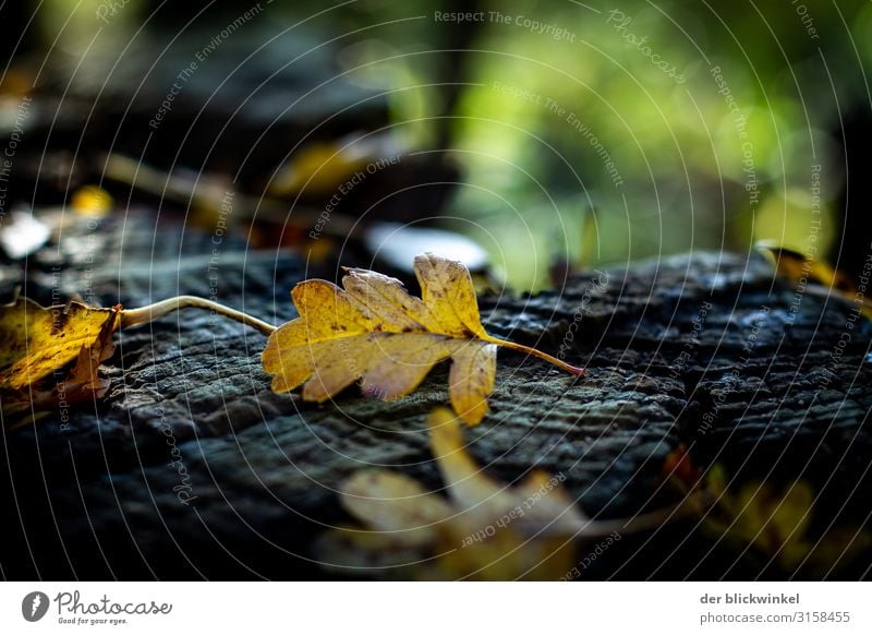 Fallin‘ leaves! Herbst Wald Blatt Herbstwald stimmungsvoll Licht Schatten