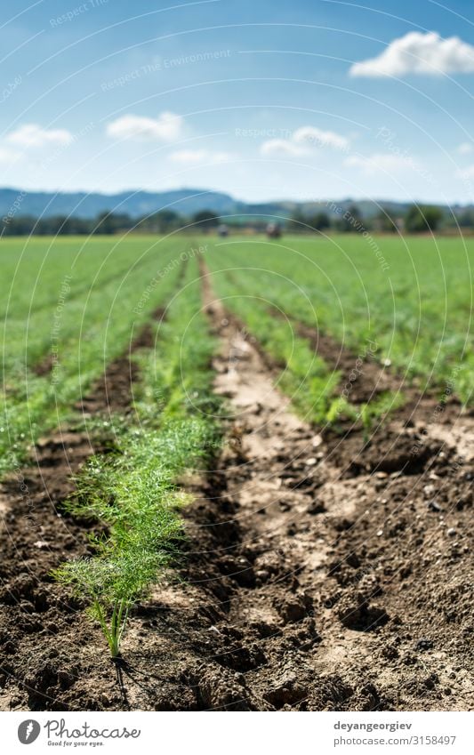 Fenchel-Jungpflanzen in Reihen. Landwirtschaftliches Land Garten Landschaft Pflanze Wachstum klein jung Sämlinge finocchio kultiviert landwirtschaftlich