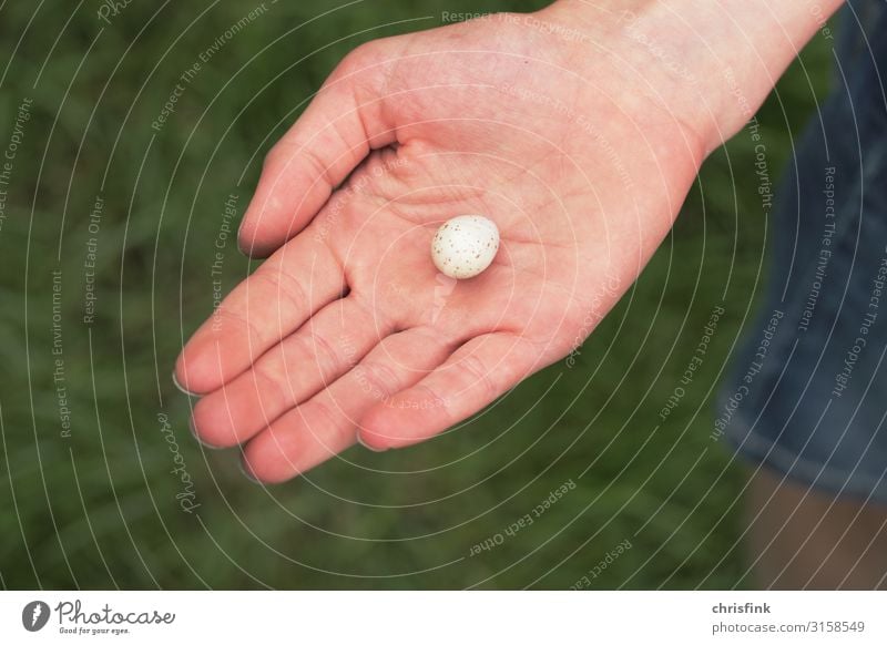 Ei von Kohlmeise in Kinderhand Mädchen 1 Mensch 8-13 Jahre Kindheit Umwelt Tier Frühling Sommer Klima Wiese Feld Vogel Zeichen ästhetisch natürlich Tod Meisen