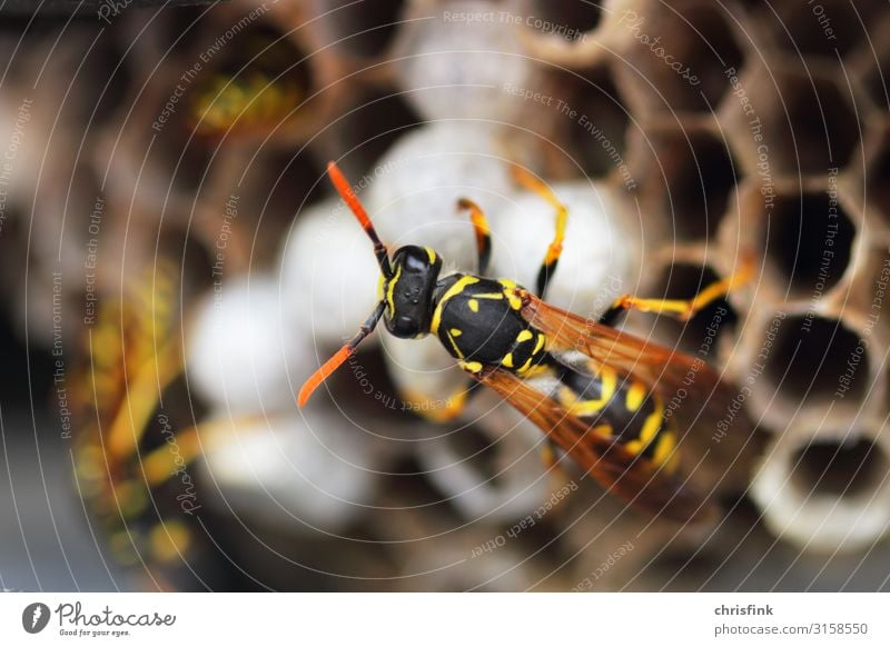 Wespe auf Wespennest Häusliches Leben Wohnung Haus Hausbau Natur Tier Frühling Sommer Wildtier 1 Arbeit & Erwerbstätigkeit bauen Fressen füttern schön dünn