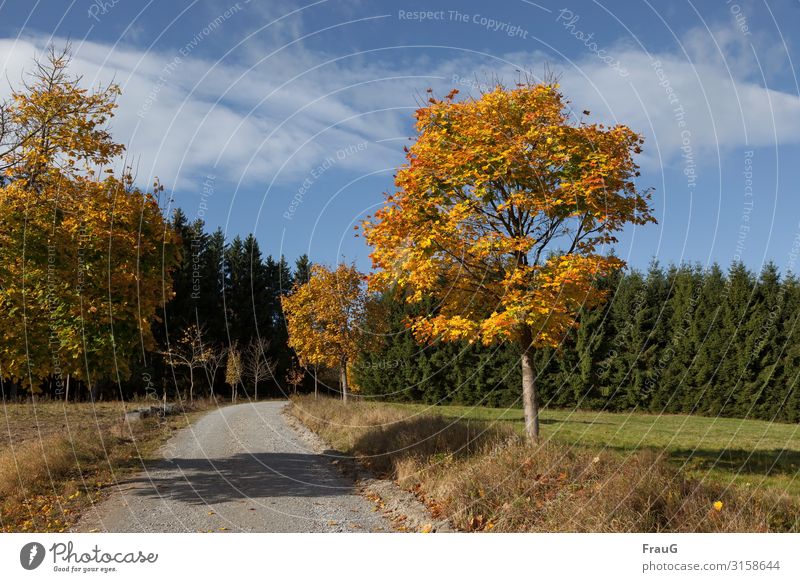 Goldener Oktober | gefärbte Bäume im Sonnenlicht entlang eines Weges Herbst goldener Oktober Laubbäume Ahorn Herbstlaub herbstlich Herbstfärbung Wald Nadelwald