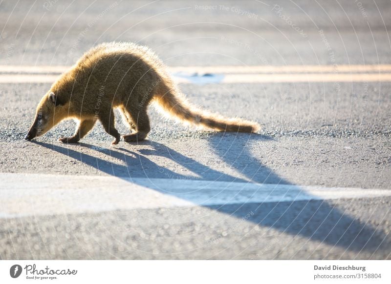 Nasenbär Ferien & Urlaub & Reisen Frühling Sommer Schönes Wetter Wald Urwald Straße Wildtier 1 Tier Umweltverschmutzung Umweltschutz Brasilien Südamerika