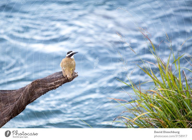 Warten am wilden Wasser Ferien & Urlaub & Reisen Abenteuer Expedition Natur Landschaft Pflanze Tier Schönes Wetter Gras Urwald Bach Fluss Wasserfall Wildtier