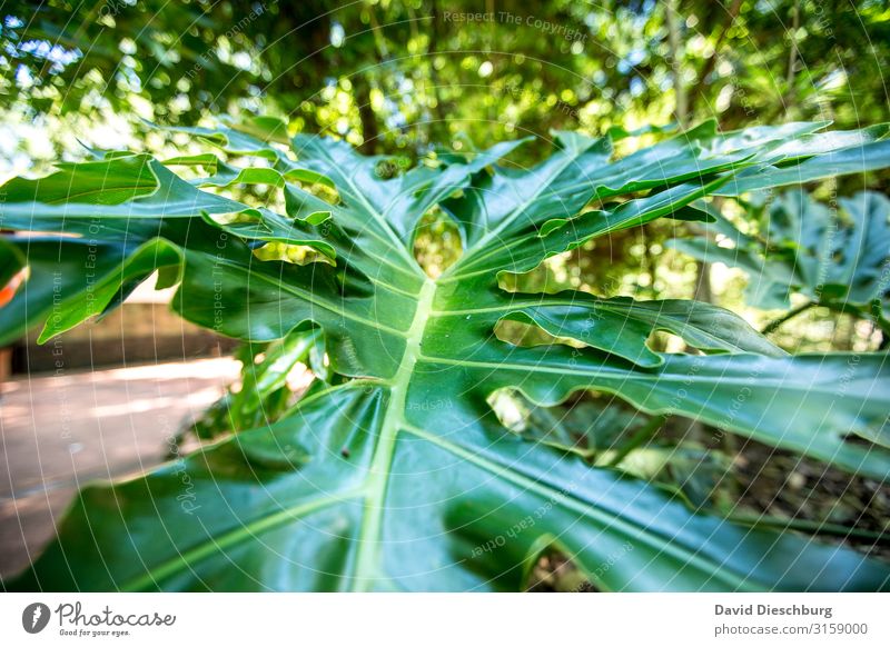 Blattwerk Ferien & Urlaub & Reisen Natur Pflanze Tier Schönes Wetter Grünpflanze Wald Urwald gelb grün Idylle Umwelt Wachstum Philodendron Querformat Brasilien