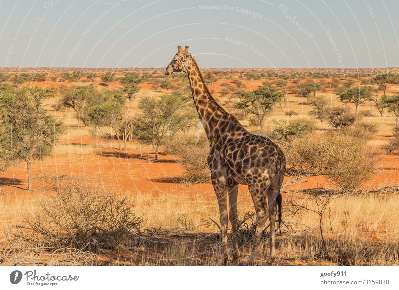 Giraffe mit Aussicht :-) Ferien & Urlaub & Reisen Ausflug Abenteuer Ferne Freiheit Safari Expedition Umwelt Natur Landschaft Erde Sand Himmel Wolkenloser Himmel