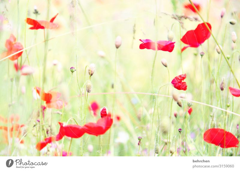 unscharf | every mo(h)nday morning Umwelt Natur Landschaft Sommer Pflanze Blume Gras Blatt Blüte Nutzpflanze Wildpflanze Mohn Garten Park Wiese Feld Blühend