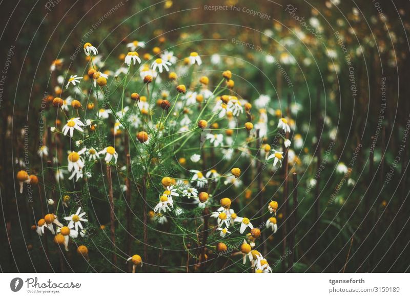 Wildblumen Umwelt Natur Landschaft Pflanze Blume Wildpflanze Duft ästhetisch schön einzigartig nass Glück Zufriedenheit komplex Farbfoto Außenaufnahme Tag