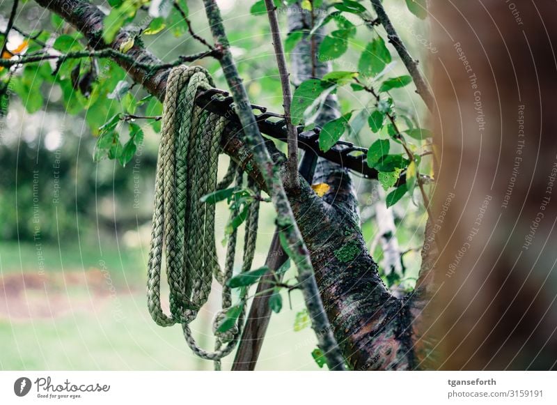 Gartenarbeit Lifestyle Freizeit & Hobby Handarbeit Wohnung Werkzeug Seil Harke Umwelt Natur Landschaft Pflanze Baum Arbeit & Erwerbstätigkeit hängen nachhaltig