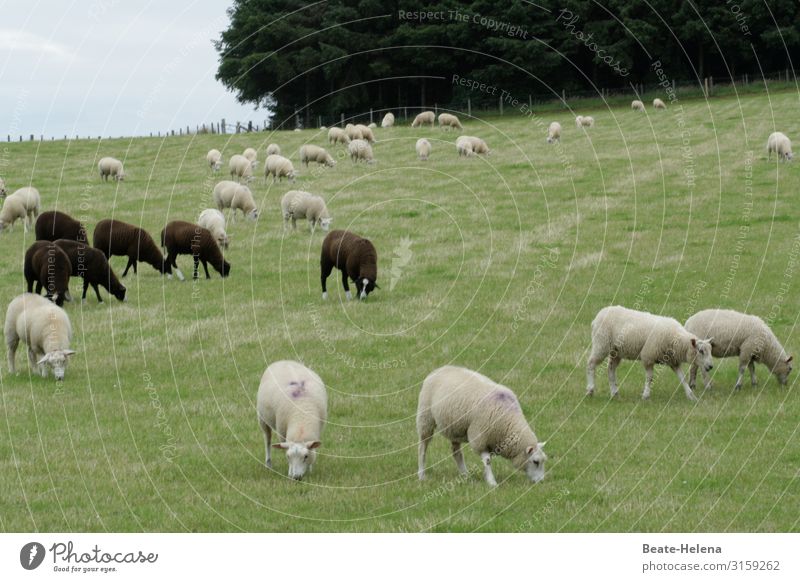 Welt der Tiere 11 Schafe Schafherde Nutztier Tiergruppe Herde Wiese Landschaft Wolle schwarz weiß