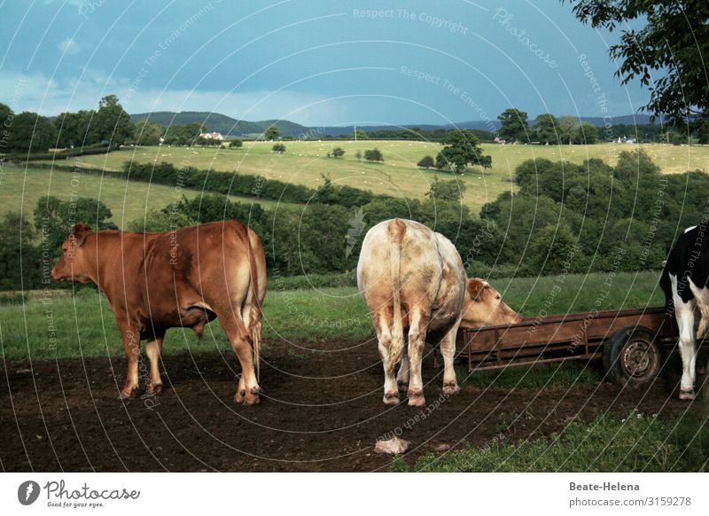 Kühe in  idyllischer Landschaft zeigen Hinterteil Countryside Idylle Po Arsch abgewandt Natur Himmel Sommer Außenaufnahme Weide Wiese Landwirtschaft Nutztier