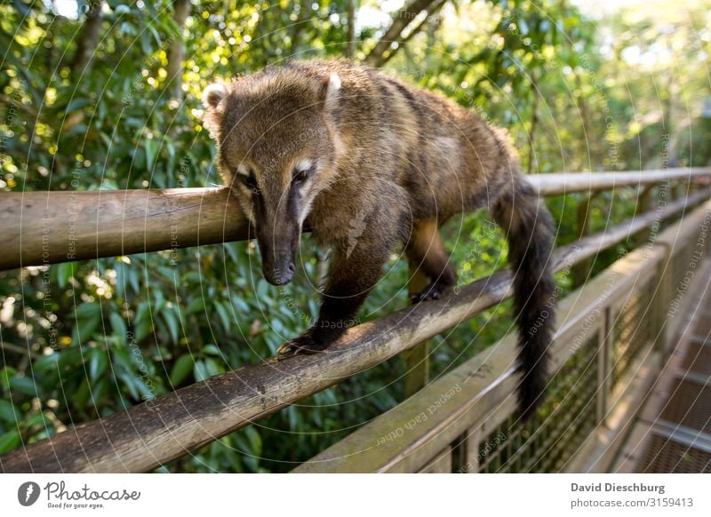 Faultier im Nasenbär Ferien & Urlaub & Reisen Expedition Natur Schönes Wetter Pflanze Wald Urwald Wildtier 1 Tier Abenteuer Erholung Brasilien Wildnis