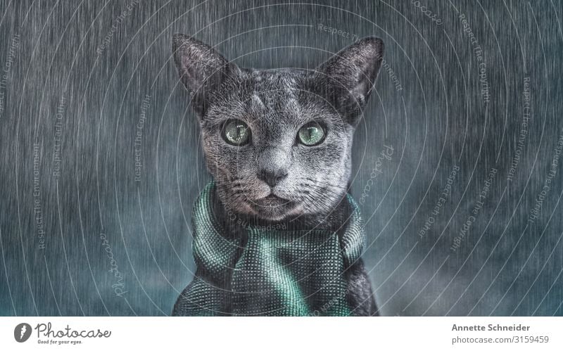 It's cold outside Tier Haustier Katze Tiergesicht 1 Schal grau grün schwarz Farbfoto Außenaufnahme Hintergrund neutral Blick in die Kamera