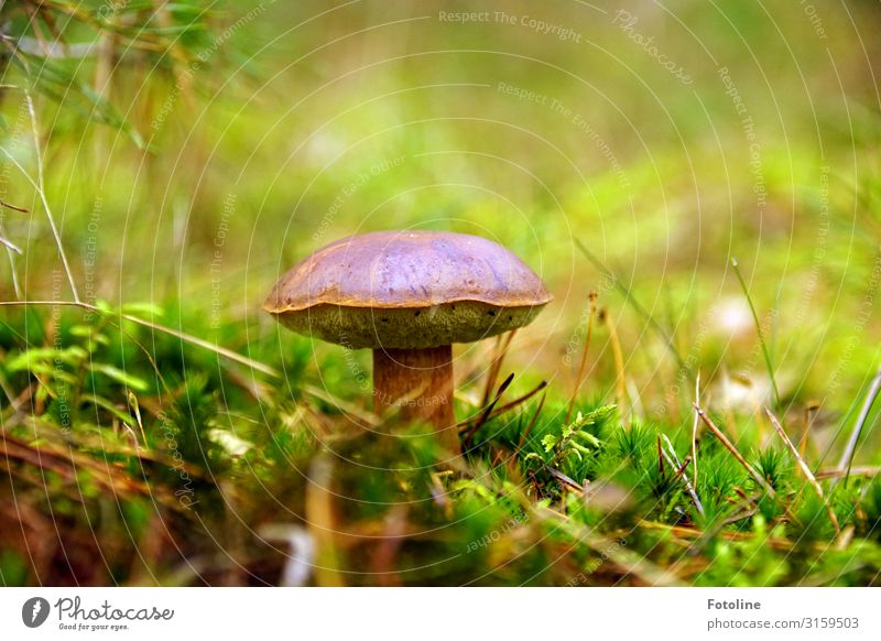 Lecker Pilz Umwelt Natur Landschaft Pflanze Urelemente Herbst Gras Moos Wiese Wald hell nah natürlich Wärme braun grün Pilzhut Maronen Maronenröhrling Waldboden