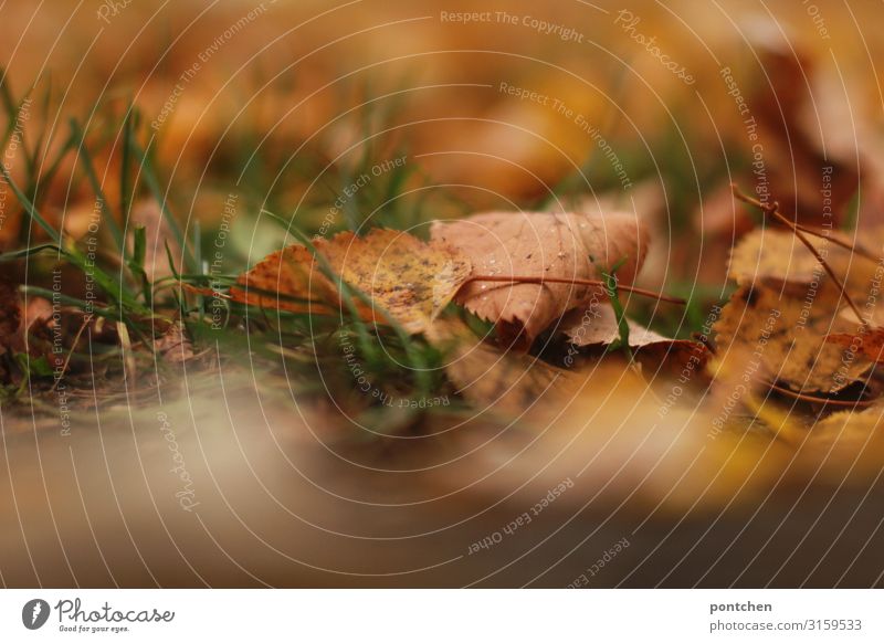 Herbstblätter liegen im Gras Natur Erde Schönes Wetter Blatt Garten Park Wiese braun gelb grün orange Leben Farbfoto Gedeckte Farben Außenaufnahme Nahaufnahme