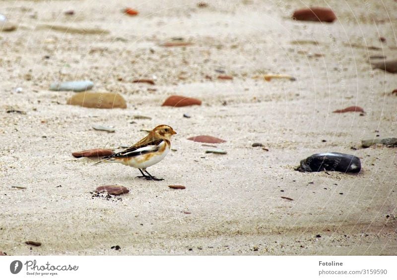 Schneeammer Umwelt Natur Tier Urelemente Erde Sand Küste Strand Nordsee Wildtier Vogel 1 frei hell klein nah natürlich braun Stein Helgoland Düne Farbfoto