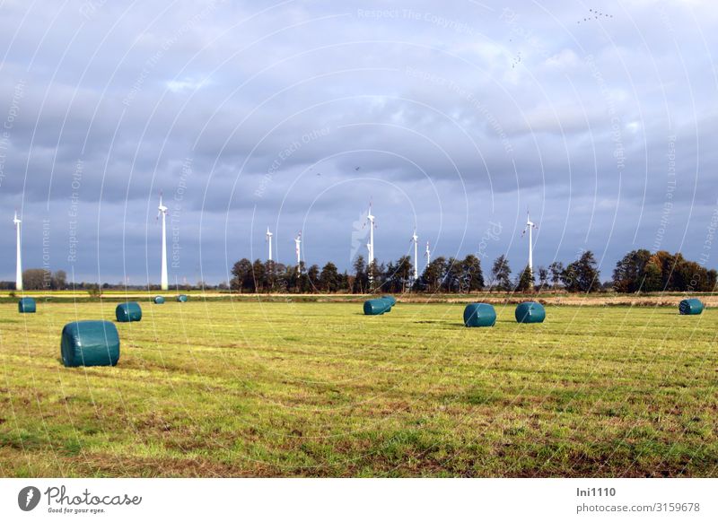 Wintervorrat Natur Landschaft Pflanze Herbst Schönes Wetter Gras Feld Menschenleer blau grün schwarz weiß Vorrat Graswiese Futter Folie Windkraftanlage Horizont