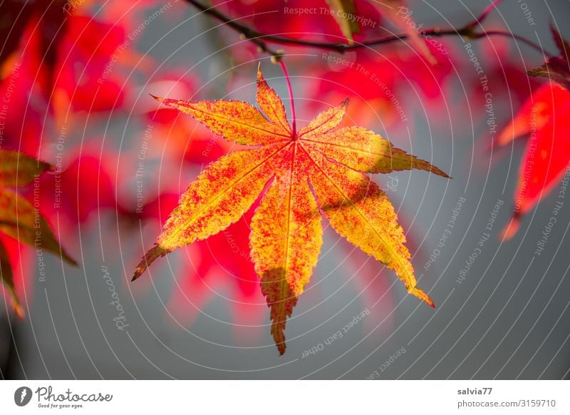 leuchtender Herbst Umwelt Natur Pflanze Sonne Klima Schönes Wetter Baum Sträucher Blatt Oktober Herbstfärbung Ahornblatt Zweige u. Äste Garten Park Wärme orange