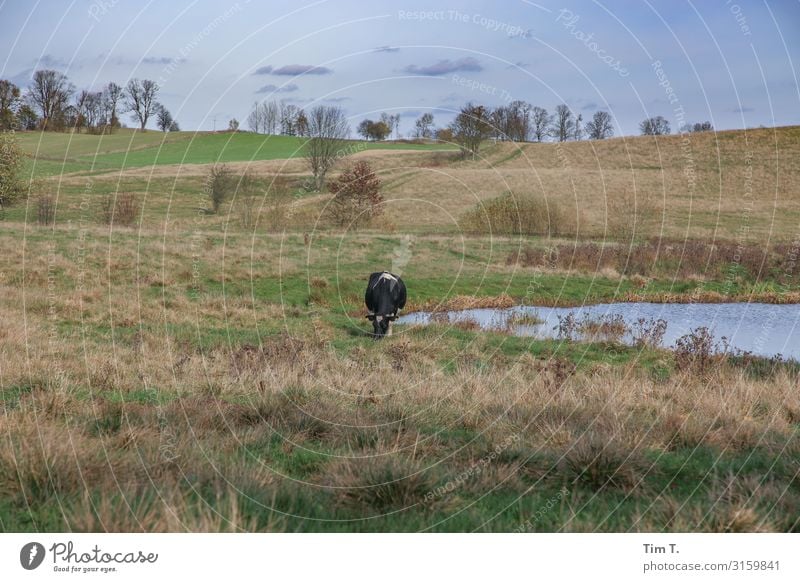 Landleben Umwelt Natur Landschaft Pflanze Tier Schönes Wetter Baum Gras Wiese Feld Hügel Teich Nutztier Kuh 1 Fressen Zufriedenheit nachhaltig Umweltschutz