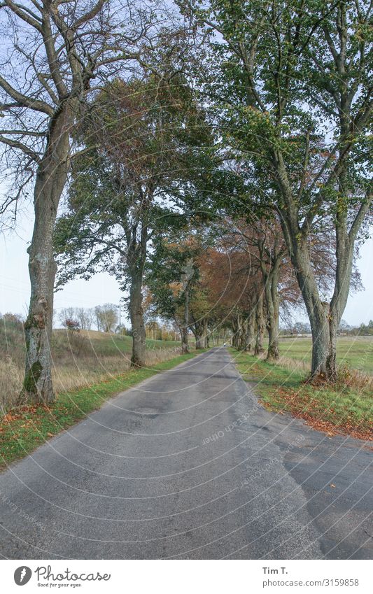 Pommern Umwelt Natur Polen Verkehr Verkehrswege Straßenverkehr Autofahren Ferien & Urlaub & Reisen Allee Herbst Baum Farbfoto Außenaufnahme Menschenleer Tag