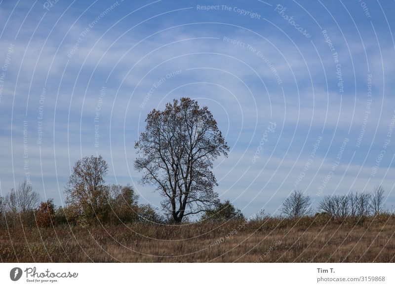 Wo der Himmel die Erde berührt Umwelt Natur Landschaft Herbst Wetter Schönes Wetter Pflanze Baum Feld Hügel Umweltschutz Polen Farbfoto Außenaufnahme