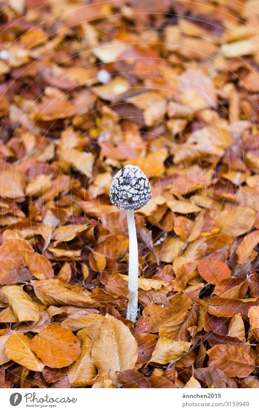 Pilz Wald Herbst Blatt Außenaufnahme braun weiß schwarz sammeln Natur