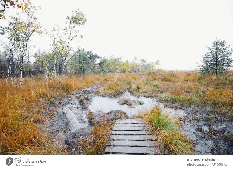 Moorsteg Umwelt Natur Landschaft Erde Wasser Herbst schlechtes Wetter kalt nass Steg wandern Naturschutzgebiet Farbfoto Außenaufnahme Menschenleer