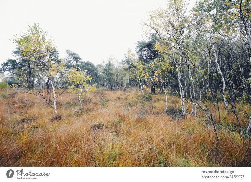 Natur Umwelt Landschaft schlechtes Wetter Baum Sträucher kalt nass natürlich Birke Farbfoto Außenaufnahme