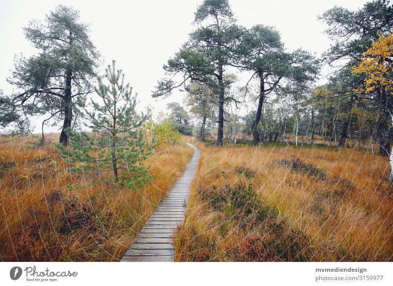 Hohes Venn Belgien Pfad Wege & Pfade Natur