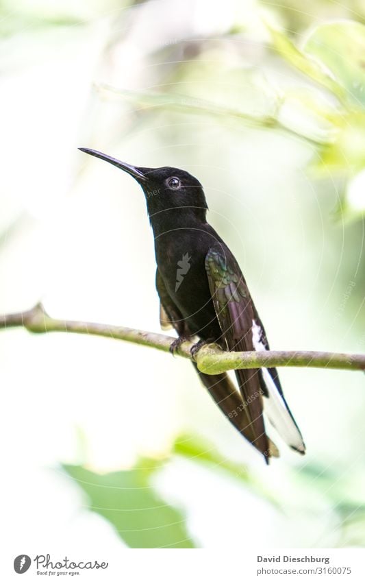 Kolibri Ferien & Urlaub & Reisen Expedition Natur Frühling Sommer Schönes Wetter Baum Wald Urwald Wildtier Vogel 1 Tier Idylle Brasilien Amazonas Kolibris