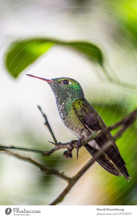 Kolibri Ferien & Urlaub & Reisen Abenteuer Expedition Natur Pflanze Tier Schönes Wetter Baum Wald Urwald Wildtier Vogel 1 gelb grün weiß Brasilien Südamerika