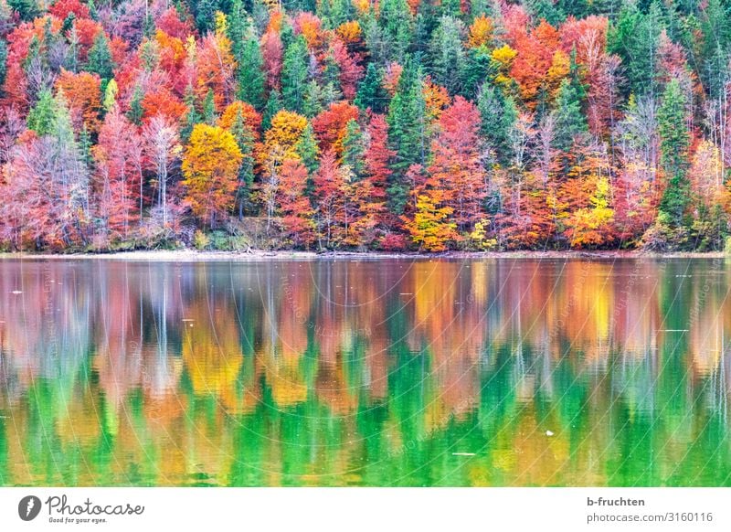 Bunter Herbstwald mit Spiegelung im Wasser Ferien & Urlaub & Reisen Ausflug Berge u. Gebirge wandern Natur Landschaft Schönes Wetter Pflanze Baum Blatt Wald