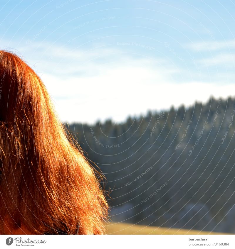 weitsichtig | Schwarzwaldblick feminin Frau Erwachsene 1 Mensch Natur Landschaft Himmel Winter Eis Frost Wald rothaarig Blick stehen hell kalt blau Gefühle