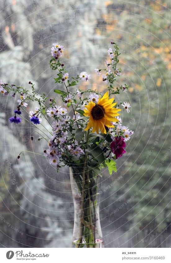 Sonnenblume am Fenster Häusliches Leben Wohnung Dekoration & Verzierung Erntedankfest Umwelt Natur Sommer Herbst Pflanze Astern Herbstblumen Garten Blumenstrauß