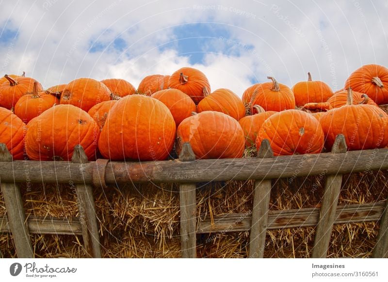 Anhänger Halloween Kürbisse Gemüse Ernährung Bioprodukte Vegetarische Ernährung Diät Kürbiszeit Kürbisgewächse Natur Herbst Karre Pferdekutsche lecker orange