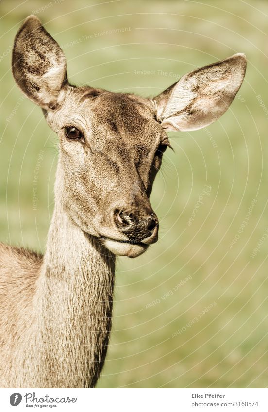 Rotwild Natur Tier Wildtier 1 frei niedlich Stimmung Sympathie Gelassenheit elegant Kraft Farbfoto Außenaufnahme Menschenleer Tag