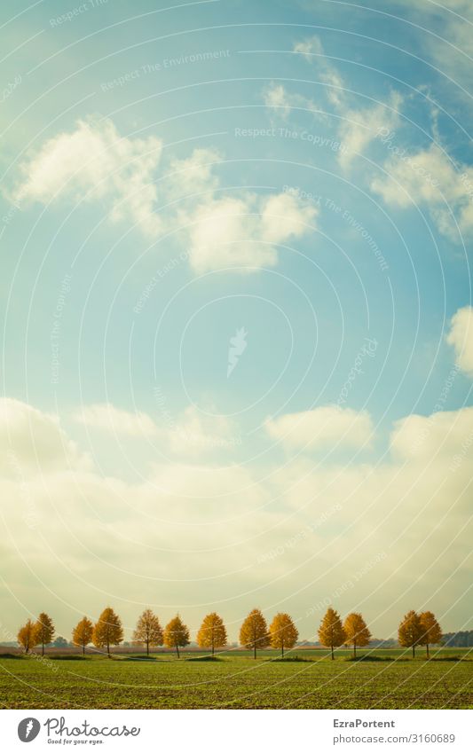 .|.||.||| |. || Umwelt Natur Landschaft Himmel Wolken Frühling Herbst Klima Wetter Schönes Wetter Baum Gras blau braun grün orange weiß Reihe Allee Schatten