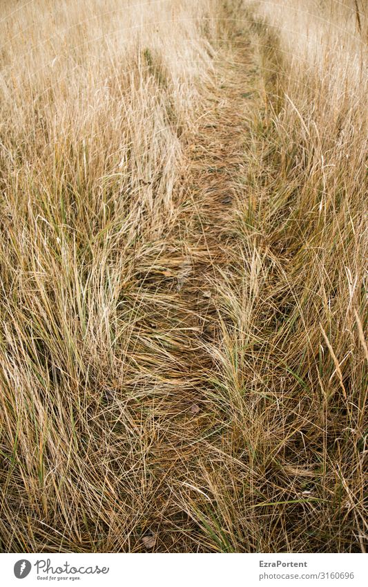 Trampelpfad Pflanze Gras Natur Wiese Sommer Menschenleer Landschaft Wege & Pfade Spuren