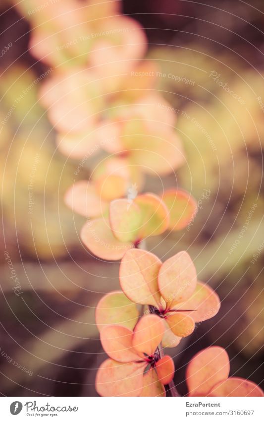 Strauchdings Pflanze Herbst Natur Blatt Herbstlaub herbstlich Herbstfärbung Schwache Tiefenschärfe Herbstbeginn Stachel strauch